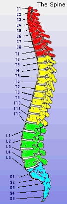The Spine
